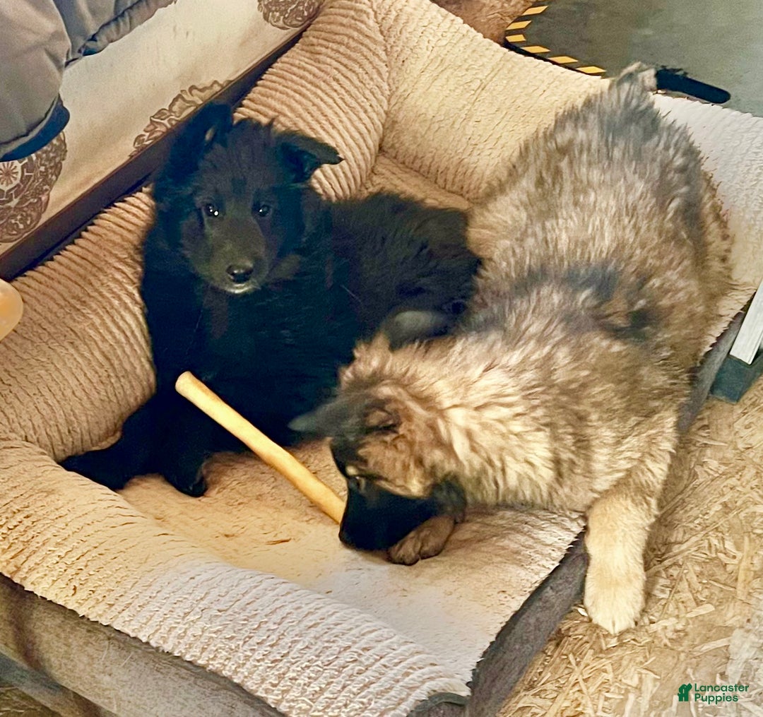 Belgian Tervuren dogs for sale: Belgian Tervuren Puppy 2 - Ad 4