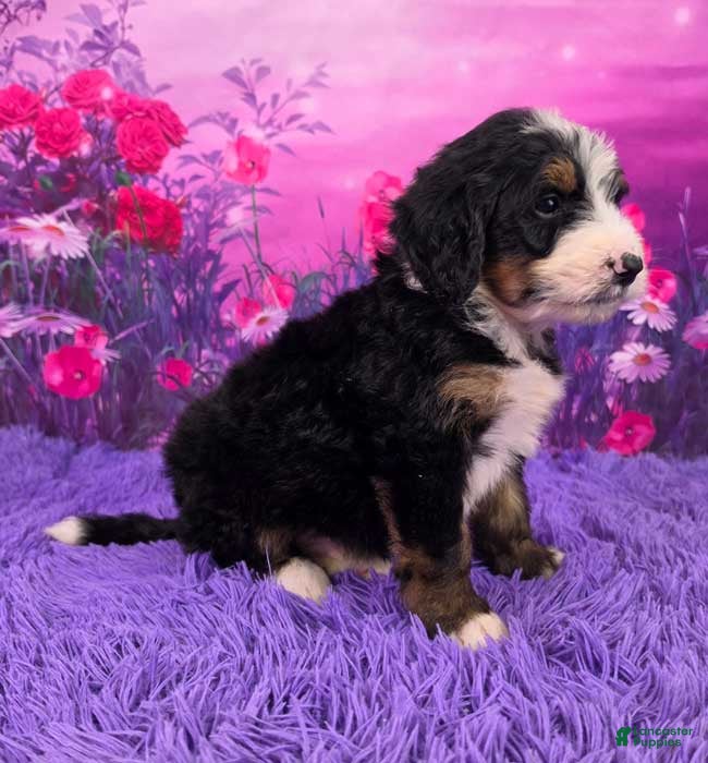 Mini Bernedoodle dogs Nabisco - Ad 2