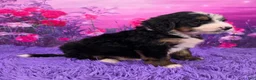 Mini Bernedoodle dogs for sale: Nabisco - Ad 2
