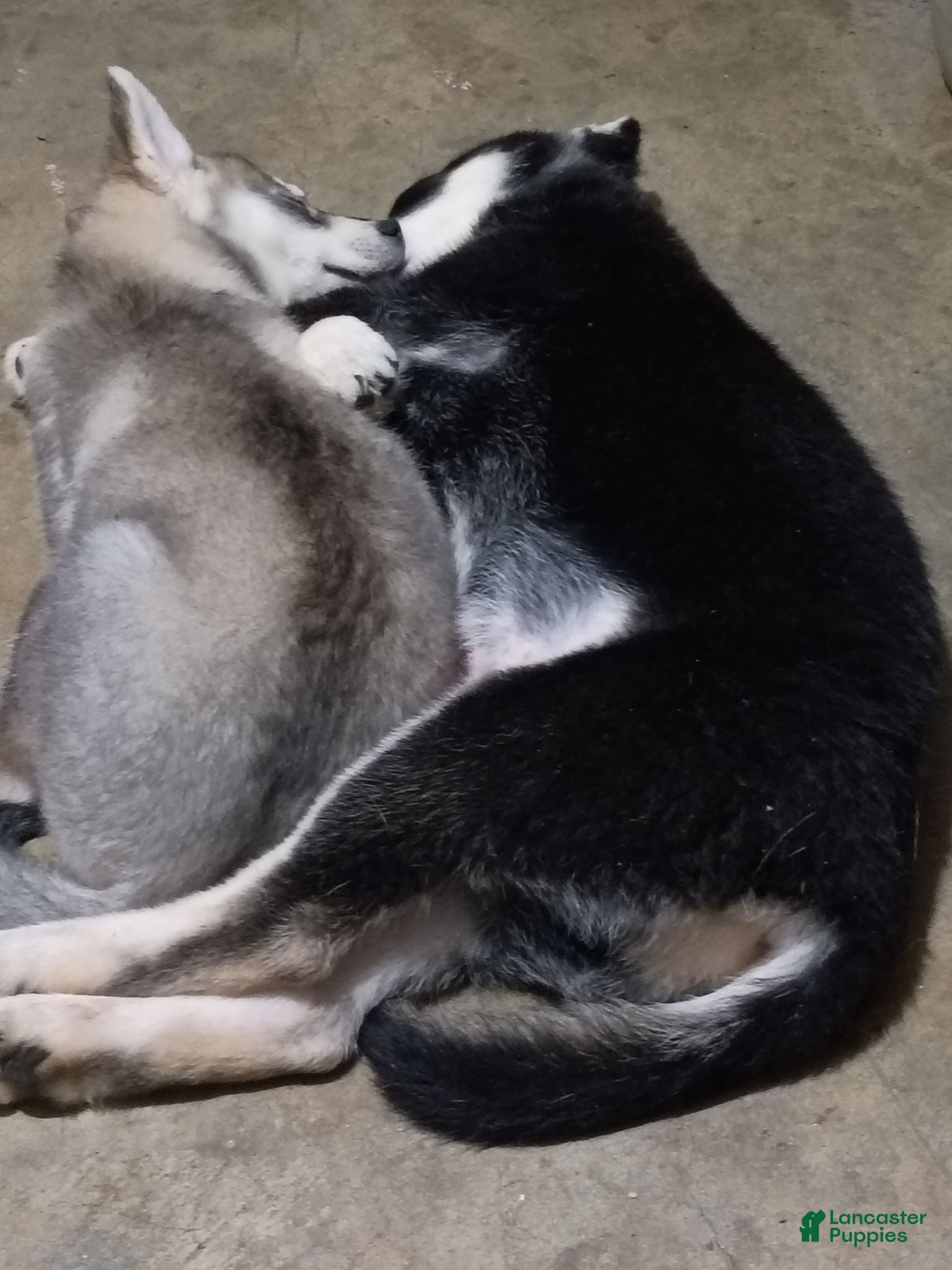 Siberian Husky dogs Siberian Husky 4 - Ad 2