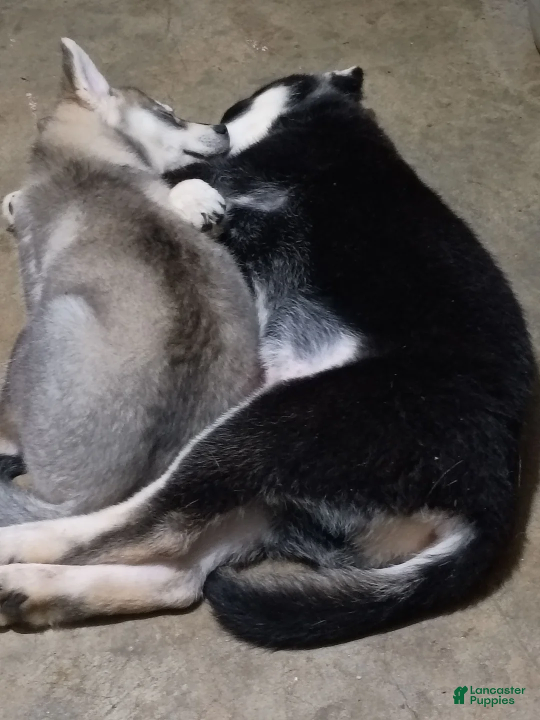 Siberian Husky dogs for sale: Siberian Husky 4 - Ad 2