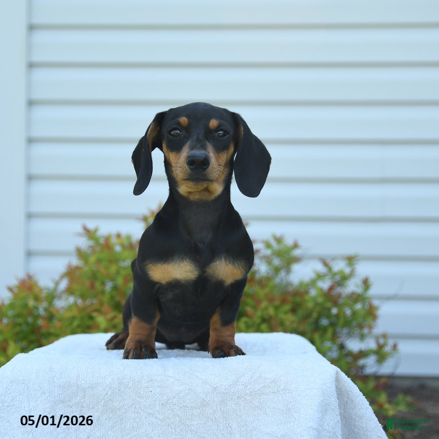 Miniature Dachshund dogs for sale: Yancy - Ad 1