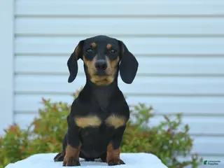 Miniature Dachshund dogs for sale: Yancy - Ad 2