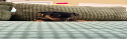 Miniature Pinscher dogs for sale: Lucy - Ad 16