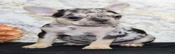 French Bulldog dogs for sale: Luna - Ad 7