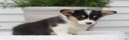 Welsh Corgi Pembroke dogs for sale: Tammy - Ad 5