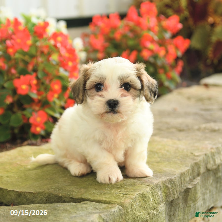 Teddy Bear dogs Jackie - Ad 2