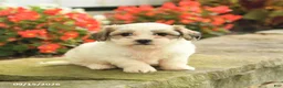 Teddy Bear dogs for sale: Jackie - Ad 2