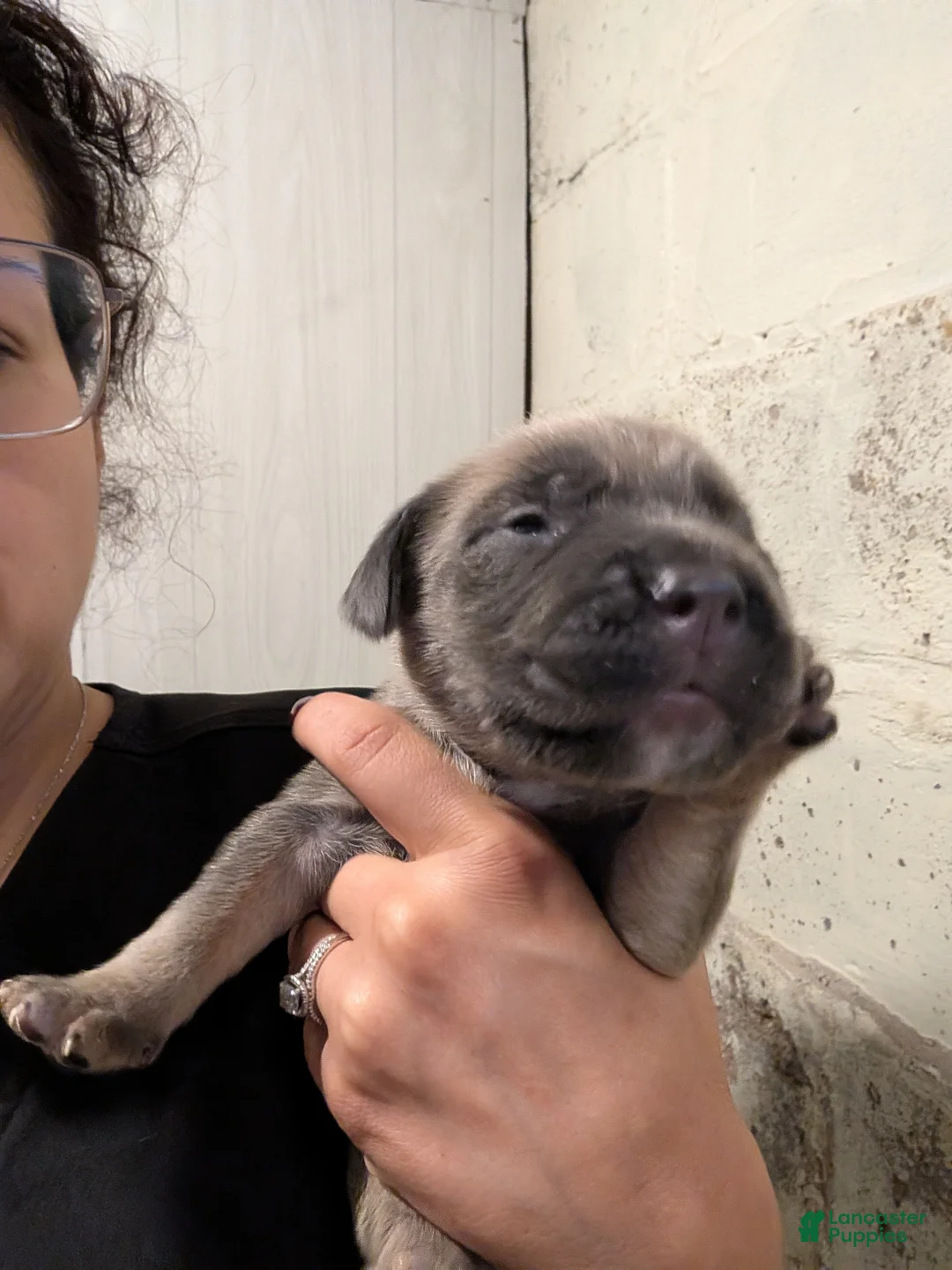 Cane Corso dogs for sale: Cane Corso 1 - Ad 1