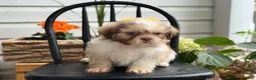 Shih Tzu dogs for sale: Jasper - Ad 7