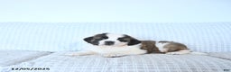 Saint Bernard dogs for sale: Rudolph - Ad 2