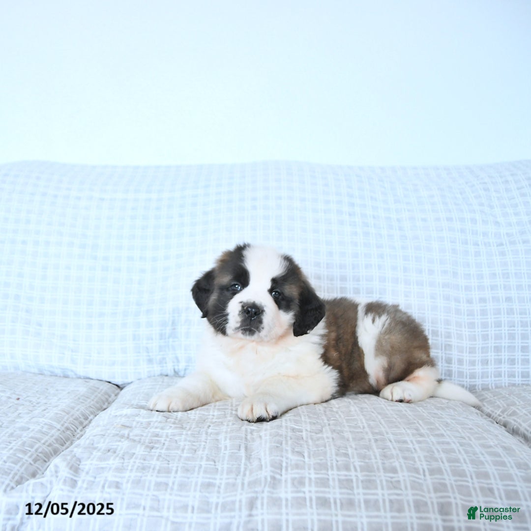 Saint Bernard dogs for sale: Rudolph - Ad 2