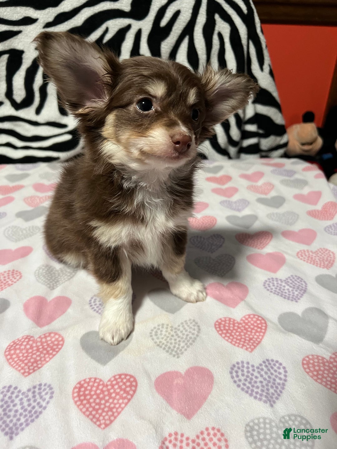 Papillon dogs for sale: Honey - Ad 6