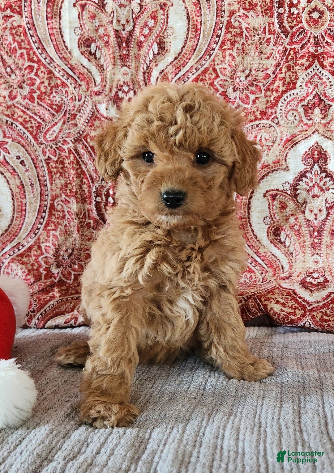 Mini Goldendoodle dogs for sale: Ana - Ad 5