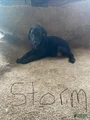 Doberman Pinscher Puppy 1