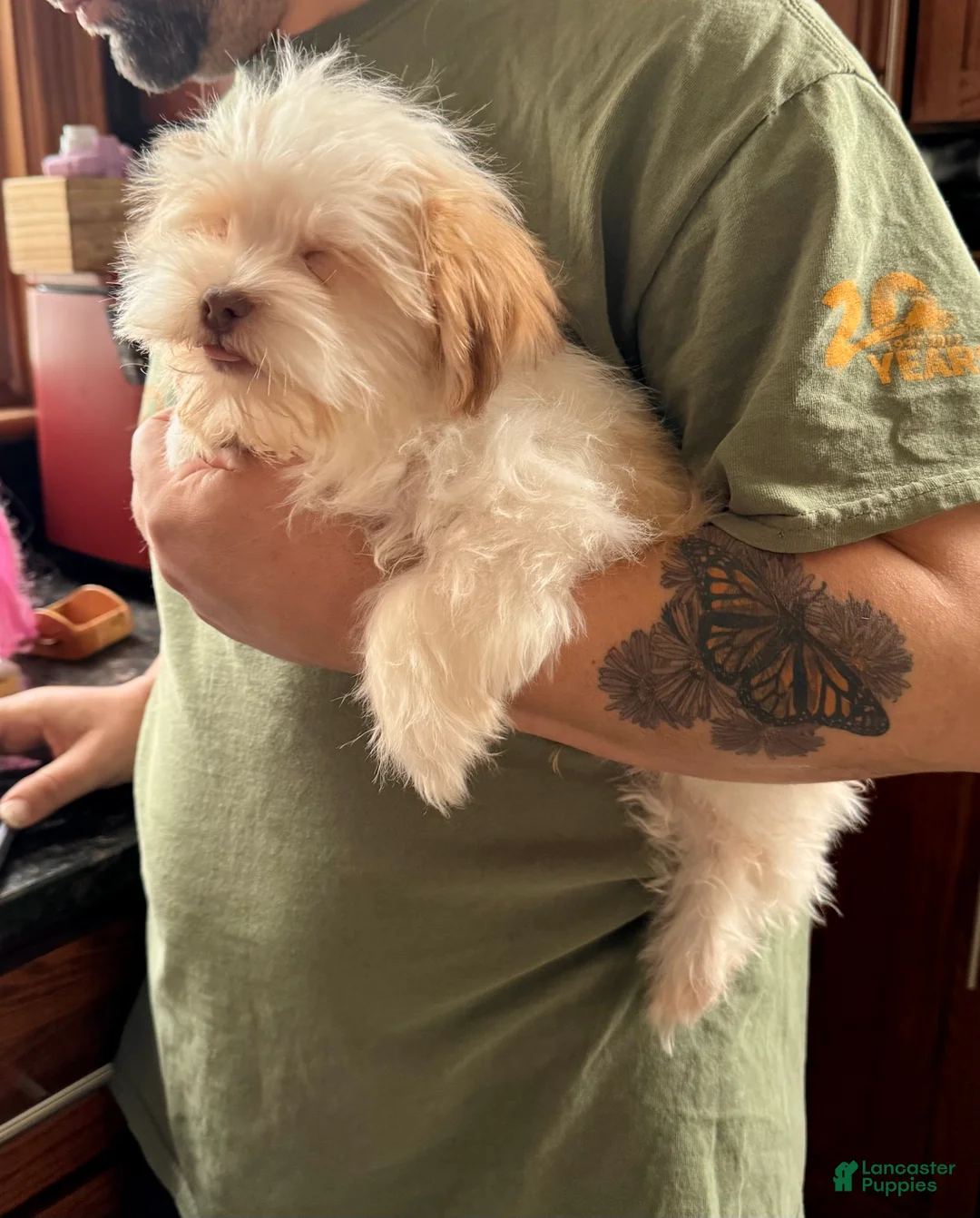 Havanese dogs for sale: Eggnog - Ad 8