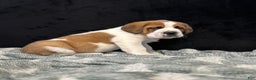 Saint Bernard dogs for sale: Randy - Ad 3