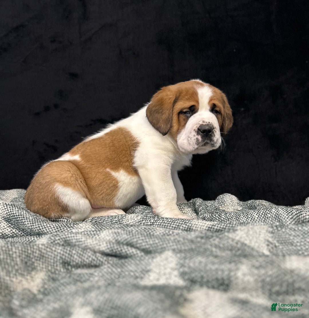 Saint Bernard dogs for sale: Randy - Ad 3