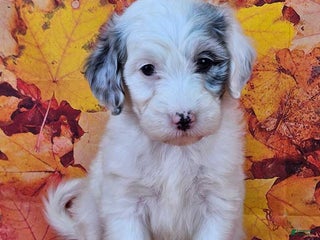 Mini Sheepadoodle dogs - Ad 7