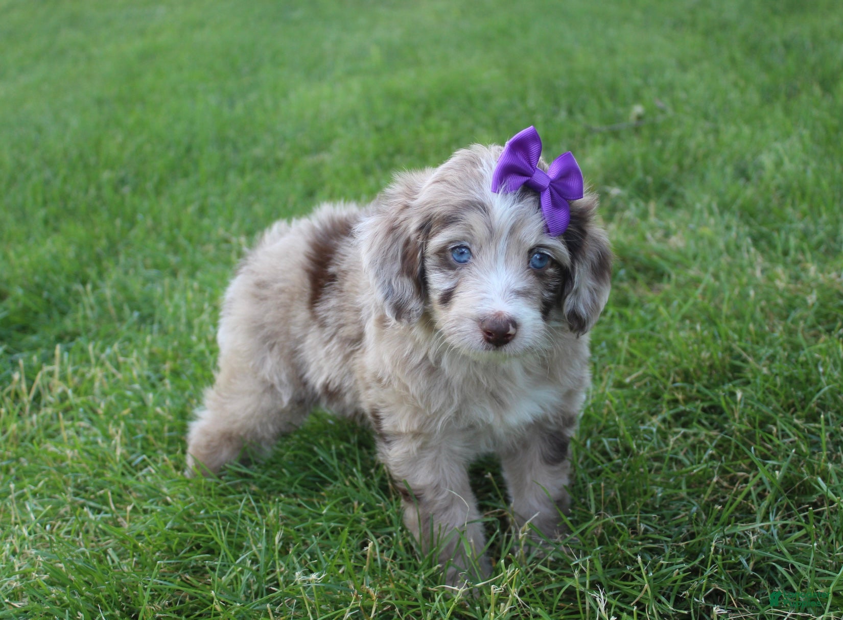 Mini Aussiedoodle dogs for sale: Jasmine 🎀 - Ad 8