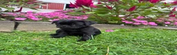 Pug dogs for sale: Penny - Ad 2