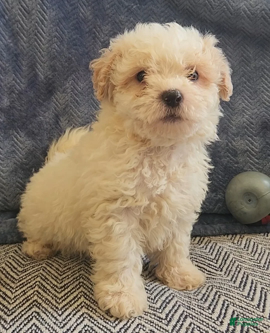 Mixed Breed dogs for sale: Ray - Ad 1