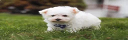 Maltese dogs for sale: Jakson - Ad 2