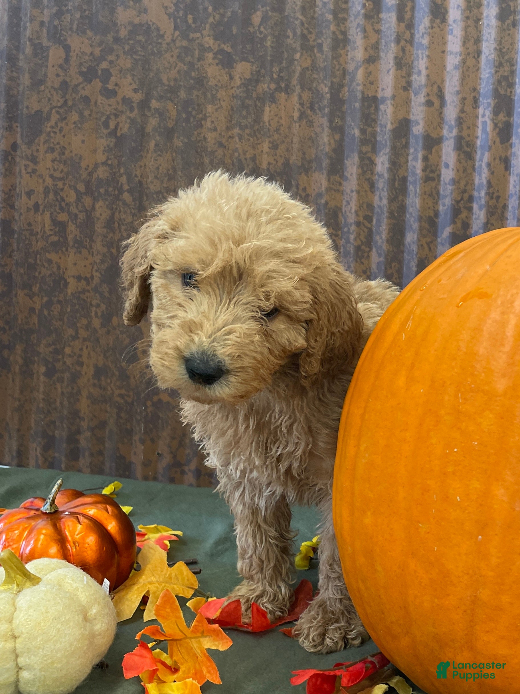 Goldendoodle Puppies for sale under $300 Lancaster Puppies