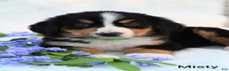 Bernese Mountain Dog dogs for sale: Misty  - Ad 6