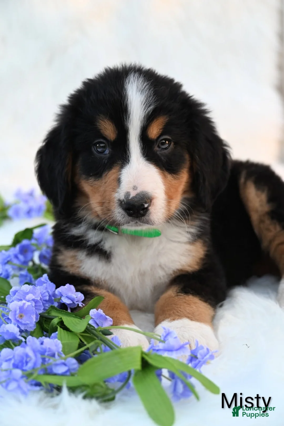 Bernese Mountain Dog dogs for sale: Misty  - Ad 6