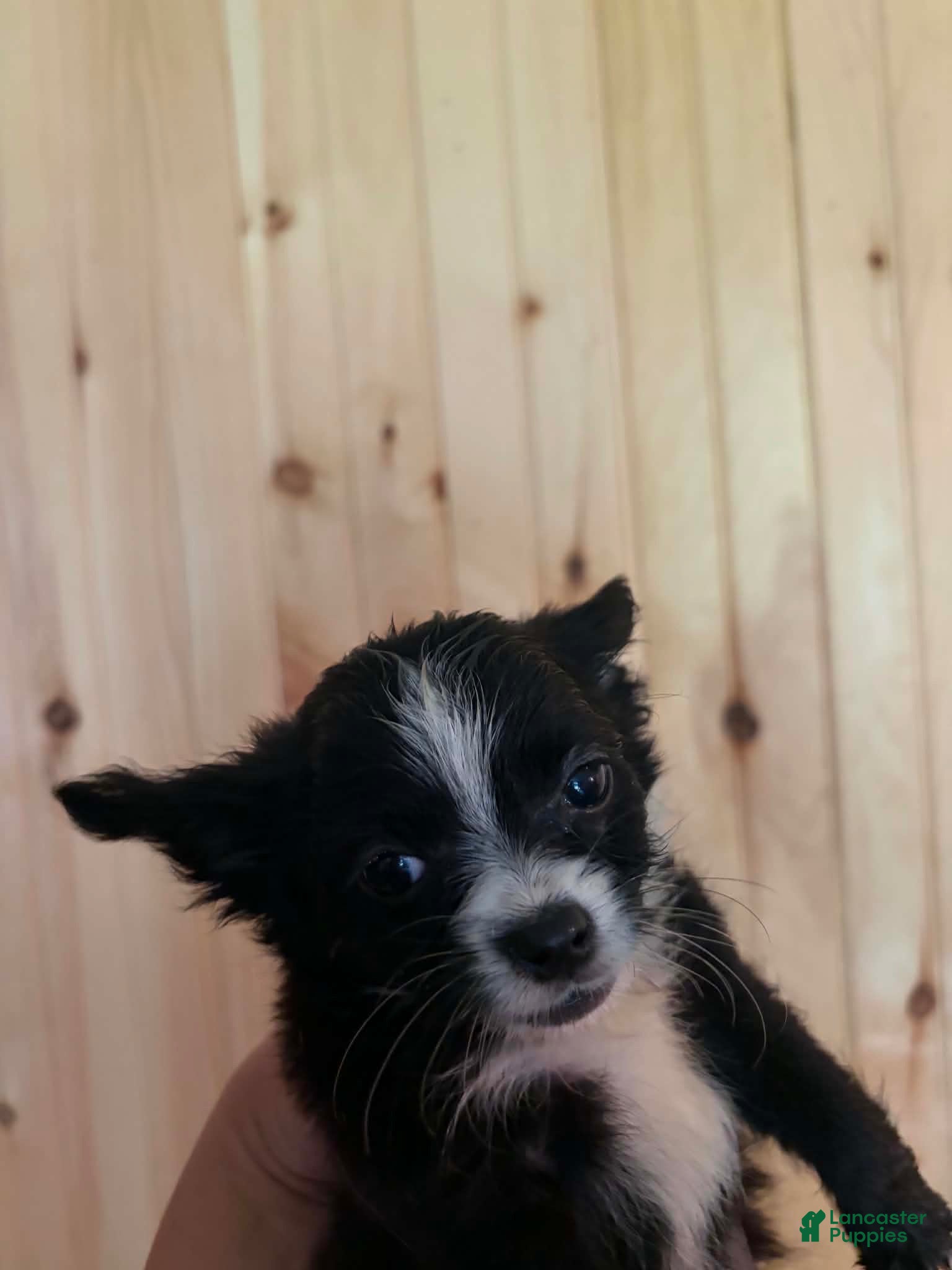 Mixed Breed dogs Mixed Breed 3 - Ad 8