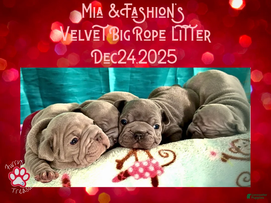 French Bulldog dogs for sale: Prestyn “Orange” Collar Male - Ad 16