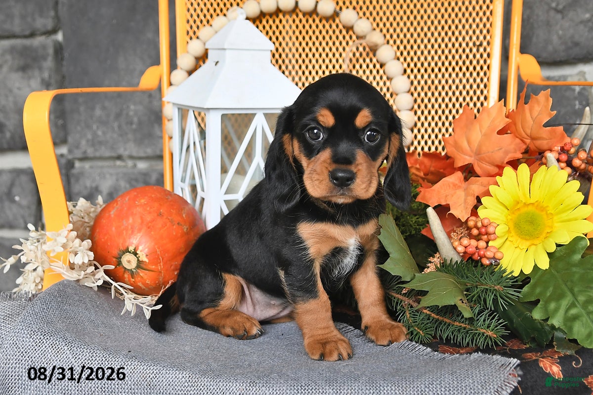 Beaglier dogs for sale: Jill - Ad 2