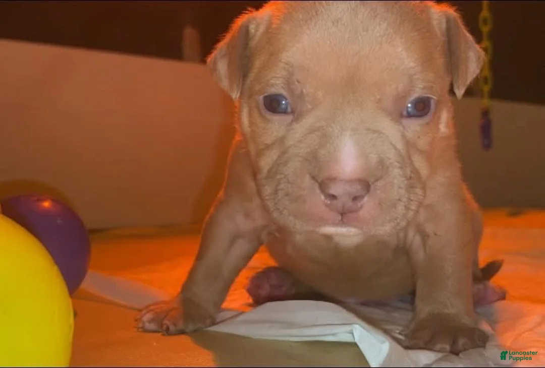 American Bully dogs for sale: Sunny - Ad 2