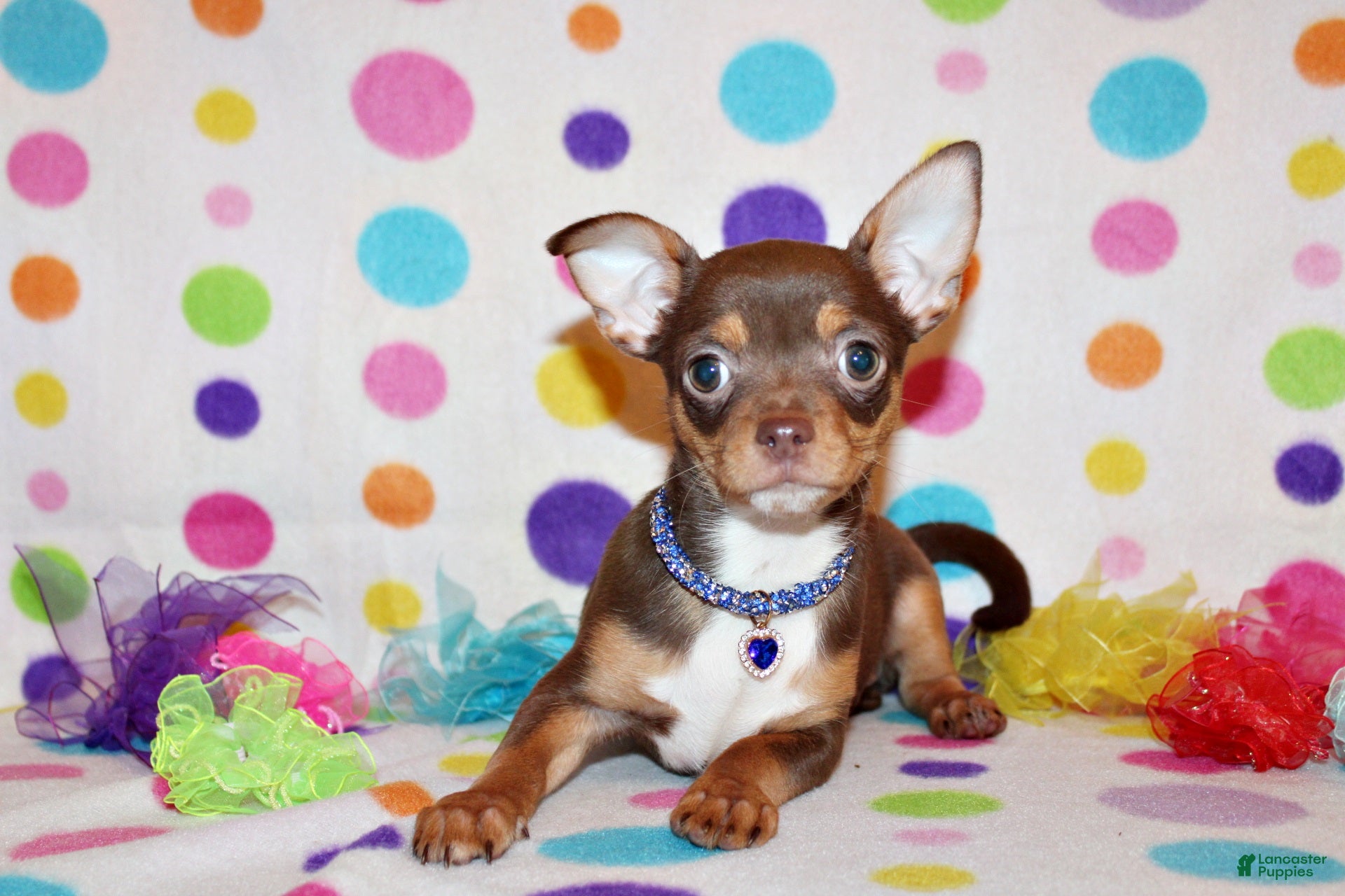 Chihuahua dogs Janie - Ad 1