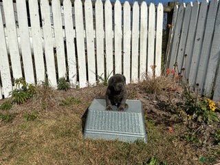 Cane Corso dogs - Ad 13