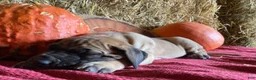 Great Dane dogs for sale: Lady - Ad 7