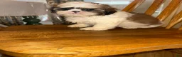 Shih Tzu dogs for sale: Shih Tzu Puppy 1 - Ad 3