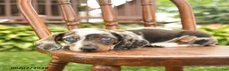 Miniature Dachshund dogs for sale: Owen  - Ad 2