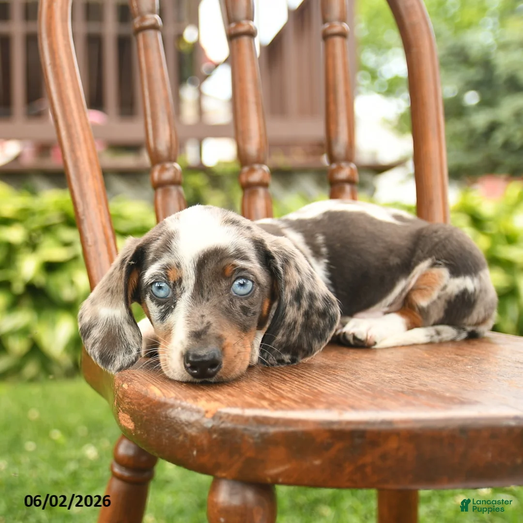 Miniature Dachshund dogs for sale: Owen  - Ad 2