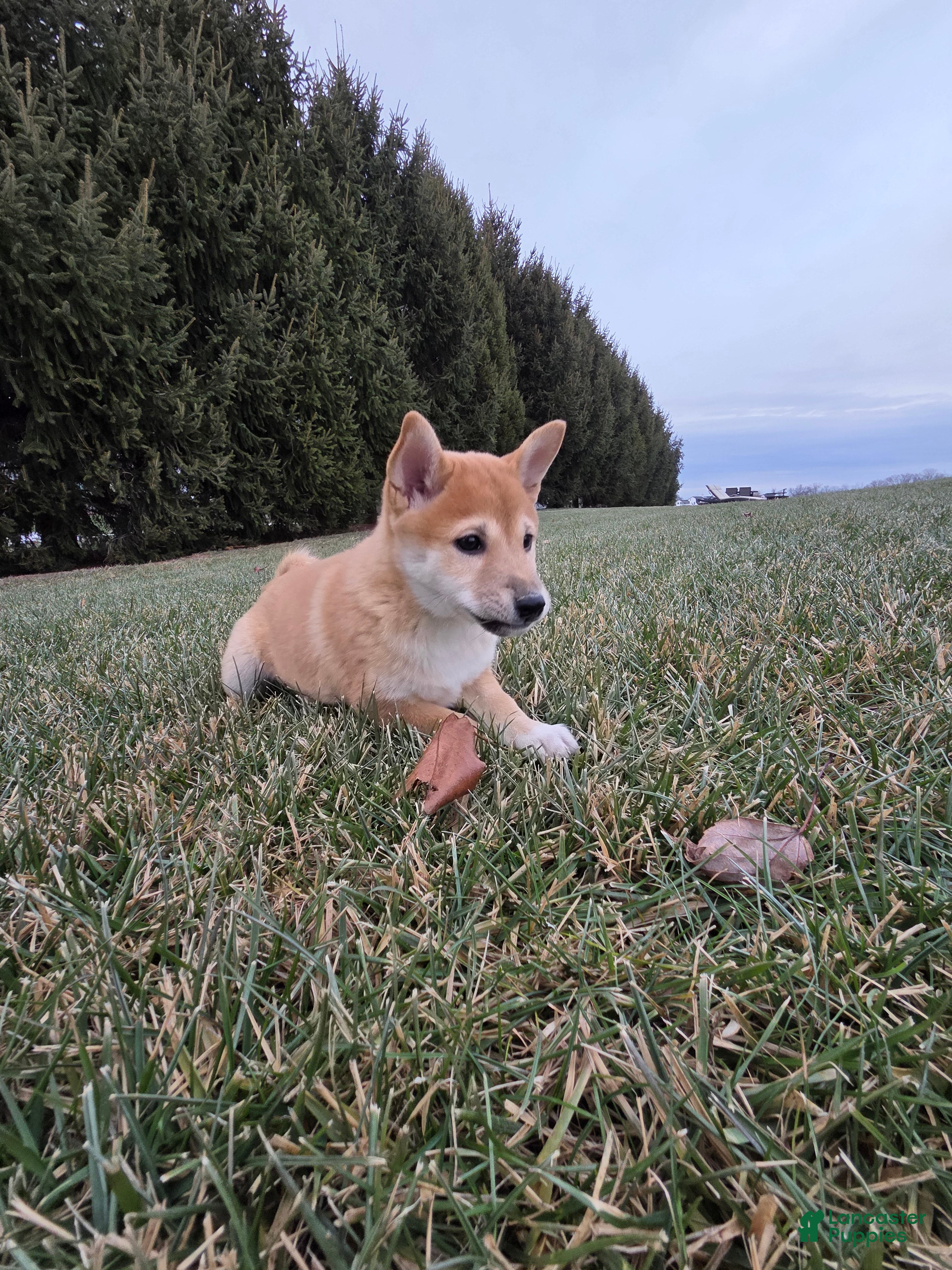 Shiba Inu dogs Luna - Ad 10