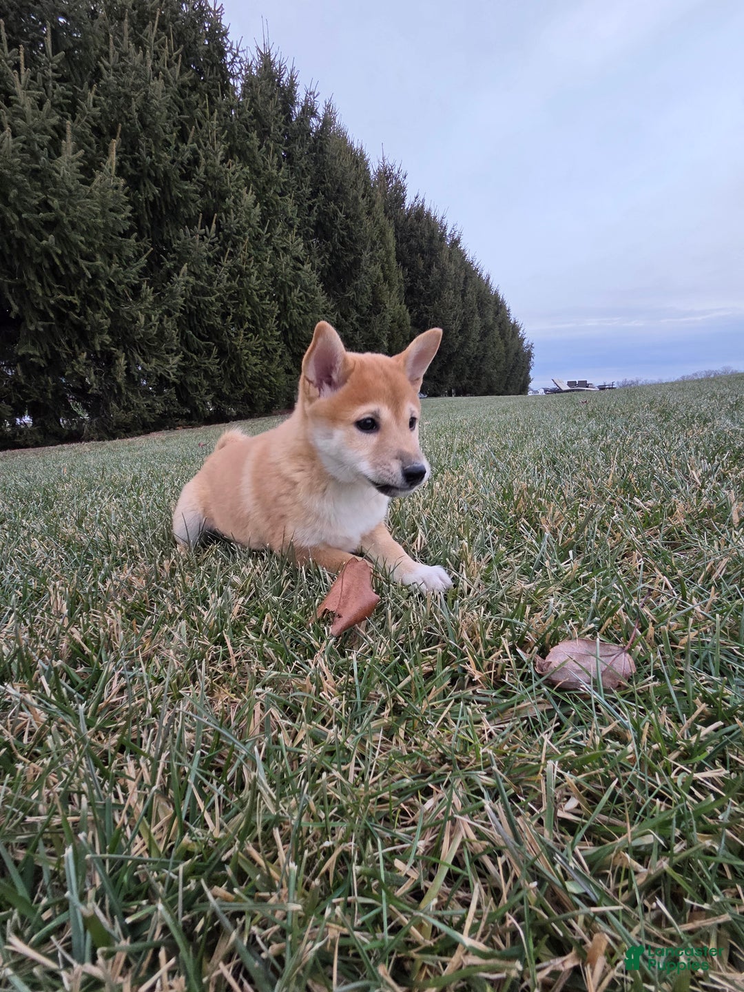 Shiba Inu dogs for sale: Luna - Ad 1