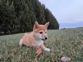 Shiba Inu dogs Luna - Ad 13