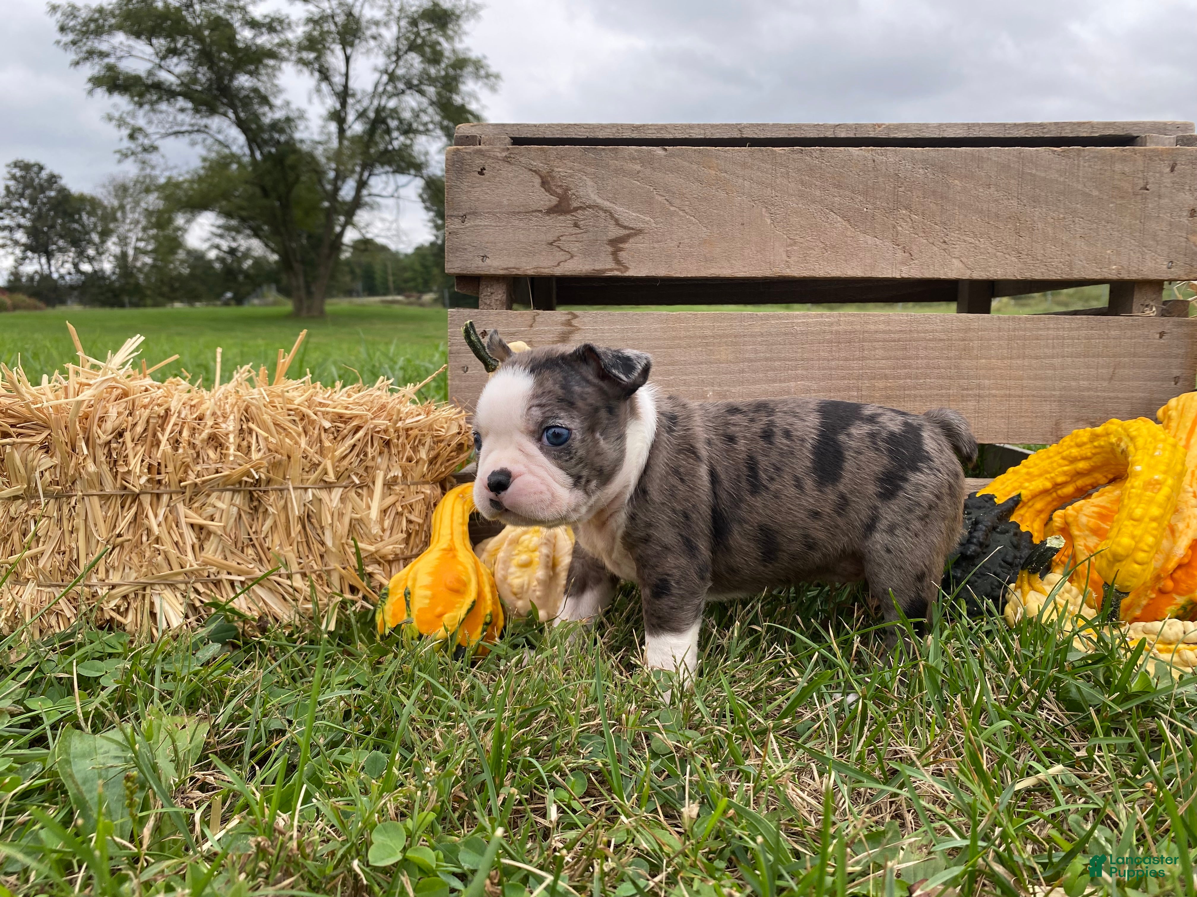 Boston Terrier dogs Galaxie - Ad 2