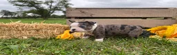 Boston Terrier dogs for sale: Galaxie - Ad 2