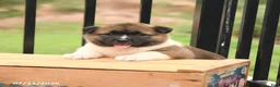 Akita dogs for sale: Starburst - Ad 5