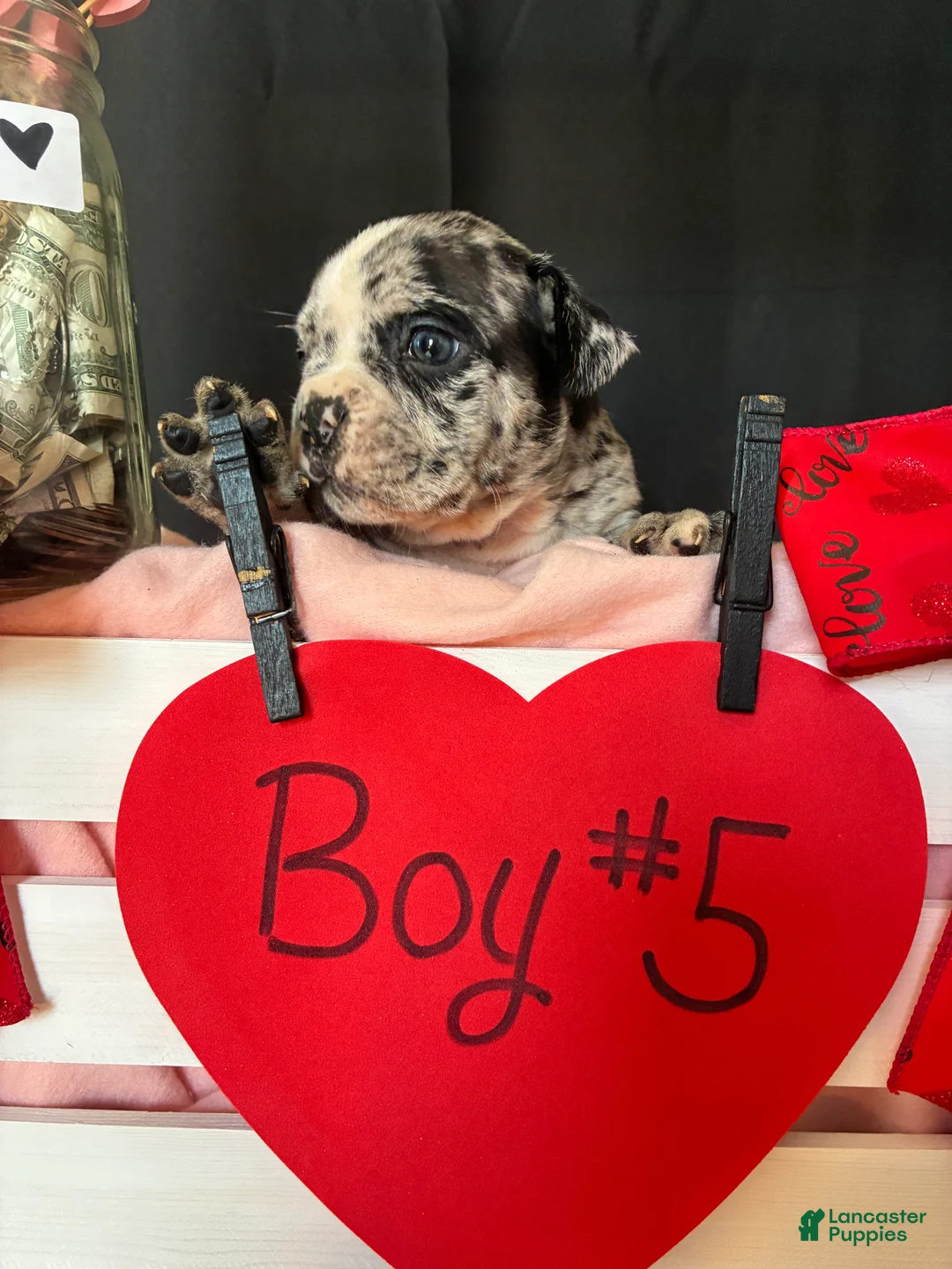 Olde English Bulldogge dogs for sale: Olde English Bulldogge Puppy 5 - Ad 8