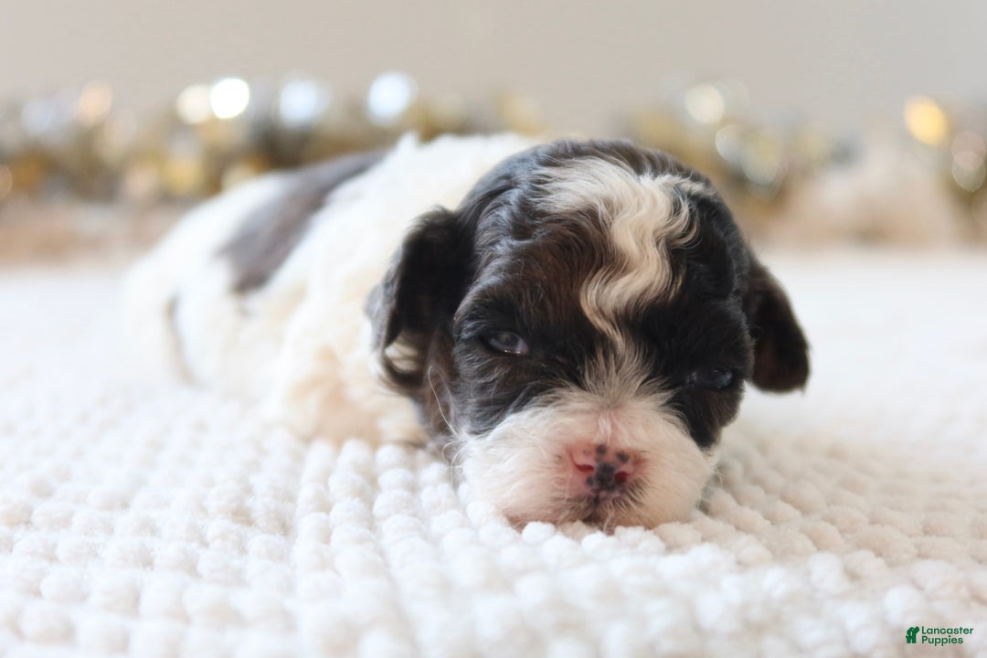 Toy Poodle dogs for sale: Merry - Ad 10