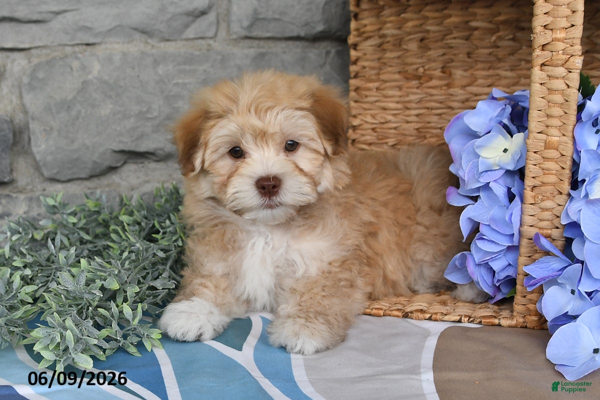 Havanese dogs Jaxon - Ad 2