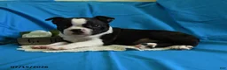 Boston Terrier dogs for sale: Wanitta - Ad 4